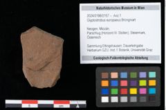 Foto (Objekt + Etikett) von Glyptostrobus europaeus Brongniart (NHMW-GEO-2024-0188-0157)